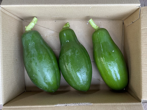 （約3㎏)　豊富な栄養素を持った、酵素野菜。青パパイヤ