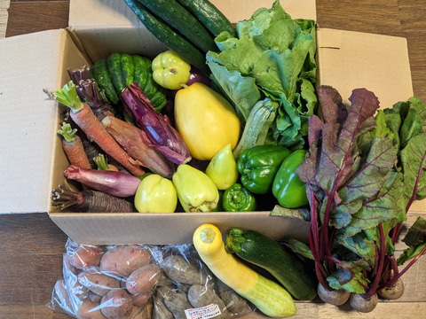 【8〜10品目】カラフル夏野菜ボリュームセット