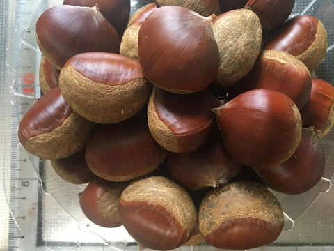 農薬不使用栽栽培　兵庫産　ホクホク甘い和栗（500ｇ）⑦