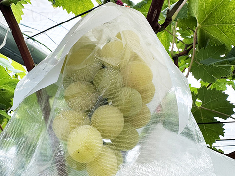 【サングラスぶどう】次世代ぶどう！岡山県産種なしマスカサーティーン（約1kg、2～4房）