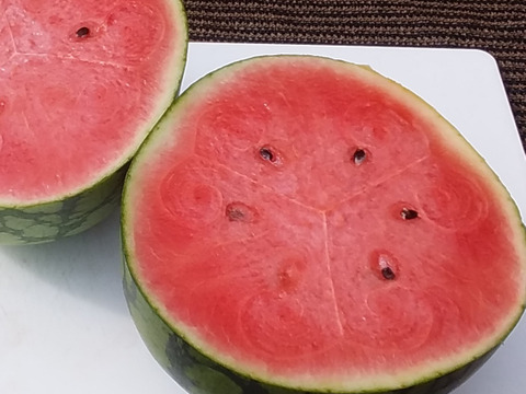 【中玉スイカ】糖度１0度以上「１玉」高野山麓紀美野産