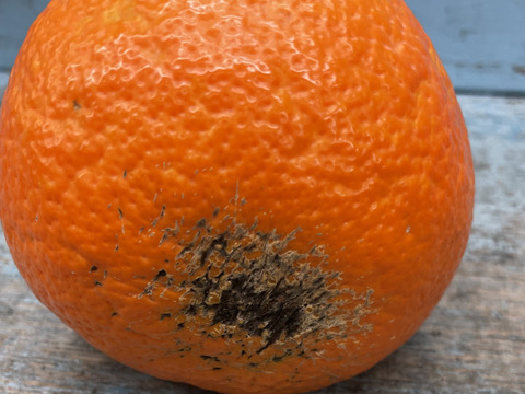 宮内伊予柑（訳アリ10㎏）