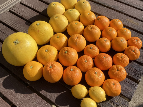 【柑橘食べ比べ】晩白柚・チャンドラポメロ・みかん・はっさく・文旦・ネーブル・レモン・清見・伊予柑・紅甘夏【5種類以上約5㎏】