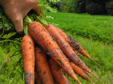 夏の香り！夏人参2kg農薬不使用化学肥料不使用