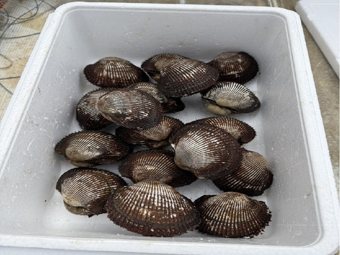 活　赤貝　殻付き 1kg (約7-13個)