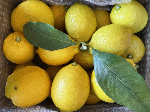 〔秀・優〕完熟レモン・果汁たっぷり！『ATAMI de LEMON®』２Kg-爽やか芳醇- 品種お任せ