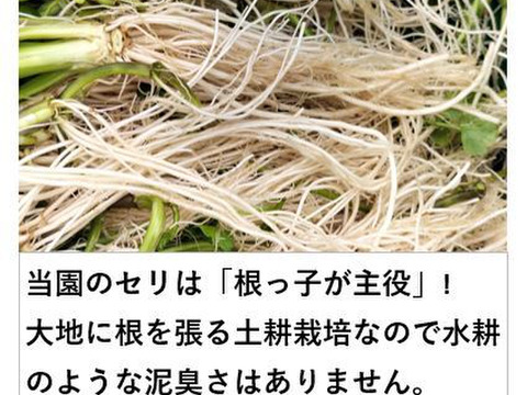 セリ ＜約400g＞根っ子が主役！ギシッとした歯応え、大地の香りと辛み！【冬ギフト】