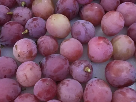 緊急 新品種 クイーンニーナ シャインマスカット Sos 山梨県産の果物 食べチョク 産地直送 産直 お取り寄せ通販 農家 漁師から旬の食材を直送