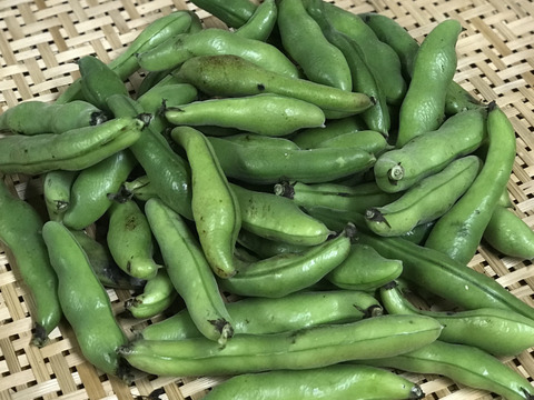 【朝どれ直送】どーんとそら豆！【旬の贅沢！】