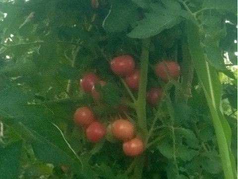 ミニトマト　肥料農薬、動物性堆肥不使用、自家採種