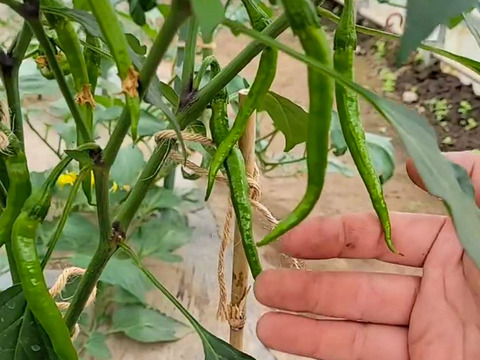 農家仕立ての一味唐辛子（20g×2袋）