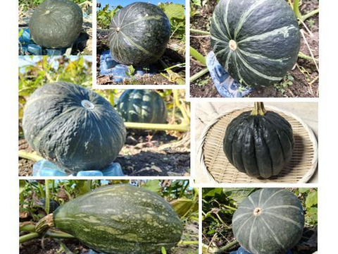 【みんなで食べ比べ】カボチャ７種類セット