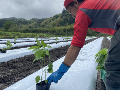 【今が旬！】肉厚ジューシー甘長とうがらし【甘とう美人】BBQに！串焼きに！(1箱300g✖️3袋入り)
