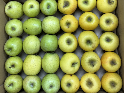 【極小玉・バラ詰め】シナノゴールド＆王林💛🍏家庭用約5Kg💛🍏ハーフセット　毎日りんご　コスパ抜群　青森県産　数量限定