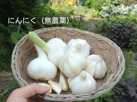 【5月末まで】栽培用クレソン　20キロ目安　5箱分　湧き水育ち　訳あり　クール便 5月末まで】湧き水 クレソン 天然 10キロ 訳あり
