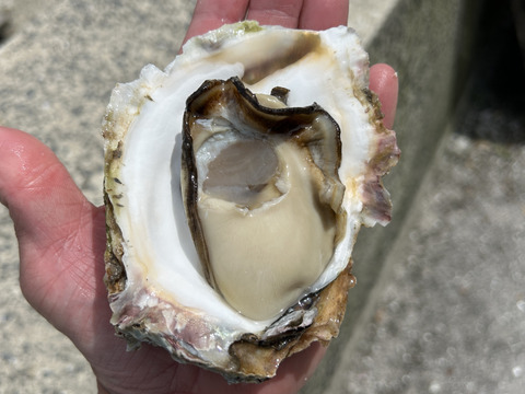 奥能登　石川県穴水産　濃厚　岩牡蠣　Mサイズ（生食用）　殻付き20個　＜250g以上～350g前後/１個＞　短冊熨斗対応可