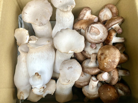 食べ比べ♫採りたてキノコ菌活1ｋｇセット（訳あり椎茸＆エリンギ）