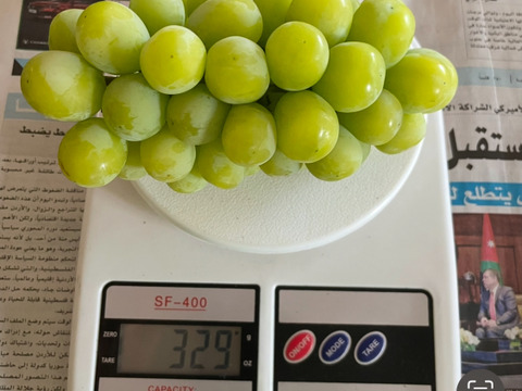 ちょうどいいサイズ！岡山県産ピオーネ&シャイン２房入り