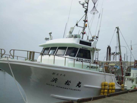 明日20日18時で終了します🙇大漁記念！【生スルメイカ】バラサイズ1箱２.４㎏入