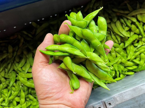 【毎朝収穫中！】枝豆 えだまめ フルーツ枝豆 2kg 秋田県産 横手市産 まるで果物！甘くておいしい 産地直送 農家直送 朝穫れ
