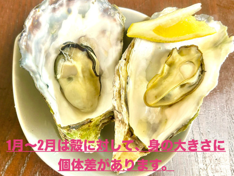奥能登石川県穴水産　真牡蠣　約４キロ殻付き　容器：発泡スチロール　個数（約２５～３０個前後）　里海の恵みで育った、旨味が詰まった美味しい真牡蠣（加熱用）