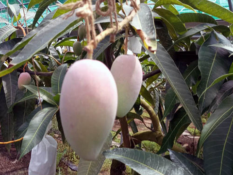 甘さはじける太陽のマンゴー！ 紅金煌 約800g：和歌山県産の金煌