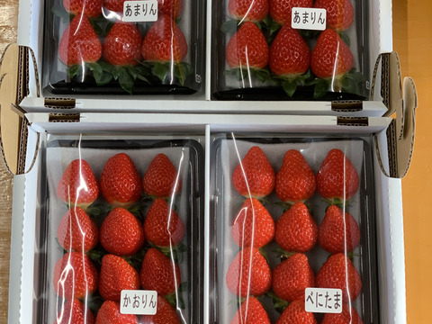 【あまりん・かおりん・べにたま】食べ比べ４パック(1Kg)🍓