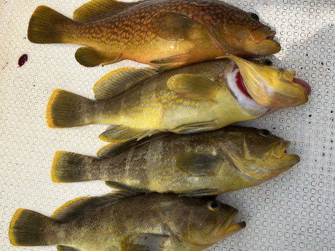 明日朝まで限定！捕れたて！アコウ・アオナ　約2.5kgオーバー 長崎県対馬市(内臓・鱗処理済)