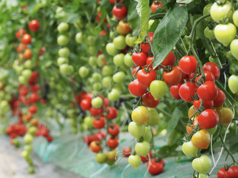 【有機肥料•農薬不使用】喉を潤すジューシーさと飽きない優しい甘み♡福井で生まれた華小町トマト！【1kg】