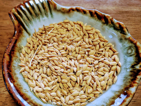 【新米】白州米 コシヒカリ『玄米』3kg
