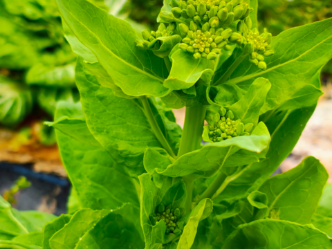 【栽培期間中　農薬不使用】春だけのごちそう！白菜＆野沢菜の菜花セット(60サイズに入るだけ)