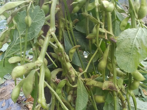 【今が旬】プリプリ大粒(枝付き黒枝豆)800~1kg和歌山産