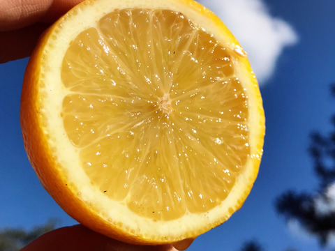 規格外◆こぶりレモン1.2kg◆農薬不使用◆広島県産レモン　数量限定！