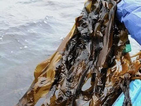 （数量限定）秋田県産　トロトロ生ワカメBOX