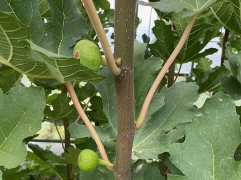 珍しいイチジク詰め合わせ　■バナーネ・ビオレソリエス・姫蓬莱■　600ｇ　甘くておいしい極上の美味しさ　農薬・化学肥料不使用　専用箱でお届けします