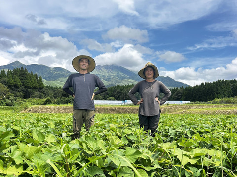 熊本県産オーガニックきみまろこ(3㎏)【まるでスイーツ！？】と話題の白いさつまいも。焼き芋、お菓子作りにも！