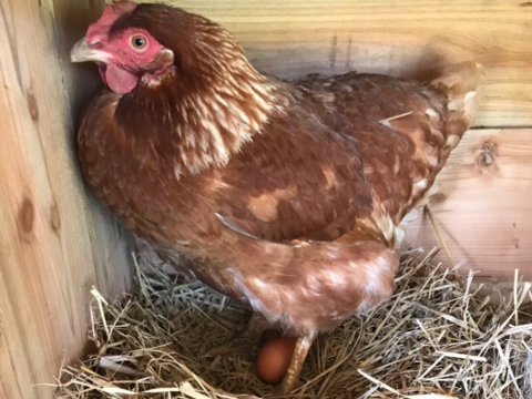 人に自然にやさしいたまご「えぼし姫」20個入り