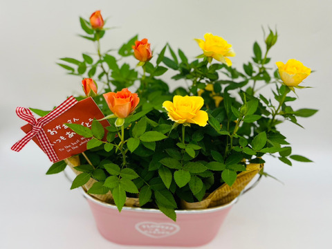 【 母の日ギフト 遅れてごめんね 】ブリキツインバスケット(ﾚﾝｹﾞﾛｰｽﾞ・ｺﾙﾀﾞｰﾅﾛｰｽﾞ)