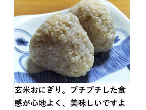 玄米 約10kg 秋田のあきたこまち 【令和7年産】【冬ギフト】