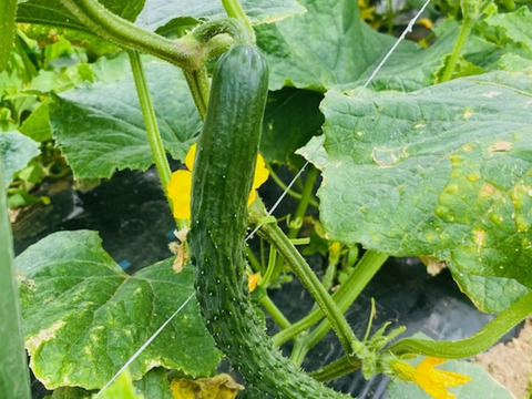 【クール便】レア野菜でキモチをUp！
『Ⅿサイズ★カラダ喜ぶ夏野菜セット8品目』