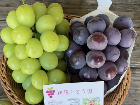 【8月中下旬順次発送】朝採れ＆収穫日に発送！ シャインマスカット1房＆ピオーネ 1房 1kg前後