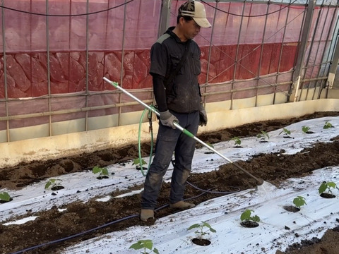 【訳あり】"おいしい水分補給"で熱中症対策『湧水きゅうり』 4kg：約30本