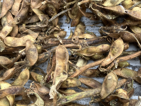 ワケあり！お買得！令和6年度産　黒大豆(約500g入り)