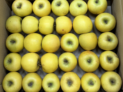 【極小玉・バラ詰め】シナノゴールド💛家庭用約4.5Kg🍏毎日りんご　コスパ抜群　青森県産　数量限定