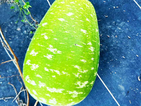 食べ比べ！かぼちゃセット！（約4kg、小・中型、3～5個入り）農薬・化学肥料不使用