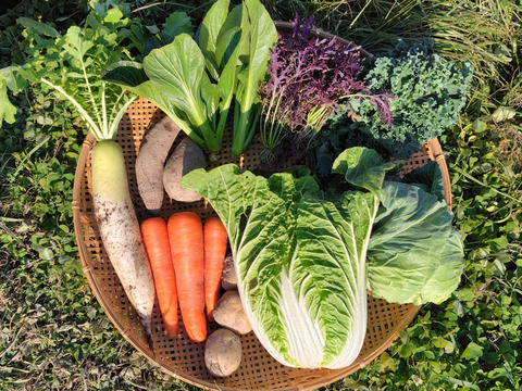 冬の野菜セット（6～8品目）兵庫県産　ご家庭用　重さ6kg