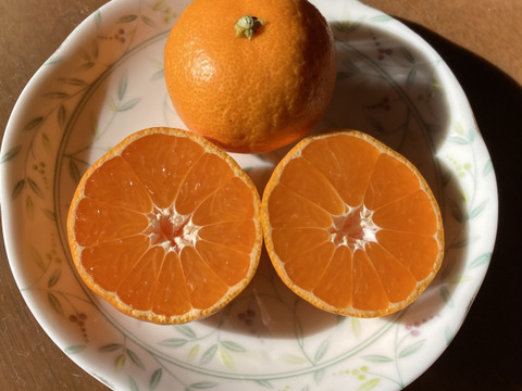 【冬ギフト】糖度14度以上の濃厚・絶品小玉ミカン『柑蜜姫』　2.5kg