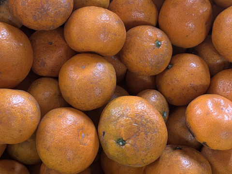 和歌山県産 温州みかん 中生 農薬不使用 サイズ混合 5㎏