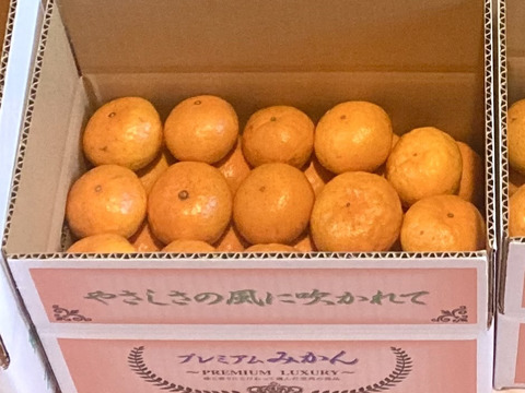 【絶品　濃厚　糖度16度以上】　プレミアム田口みかん　3kg