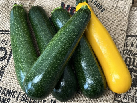 【新鮮でみずみずしい】京都産ズッキーニ　1kgセット（緑のみ4〜6本）